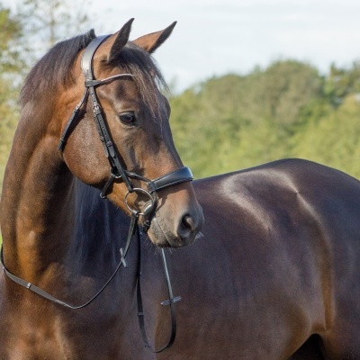 Cavalo castanho com arreios pretos num estábulo ao ar livre