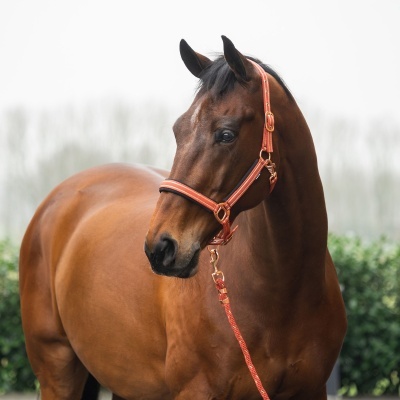 Cavalo castanho com peitoral e guia laranja em ambiente exterior
