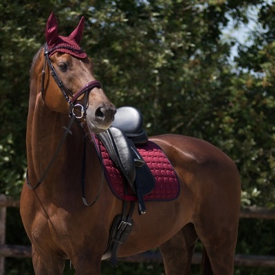 Cavalo castanho equipado com sela preta e manta acolchoada bordô ao ar livre
