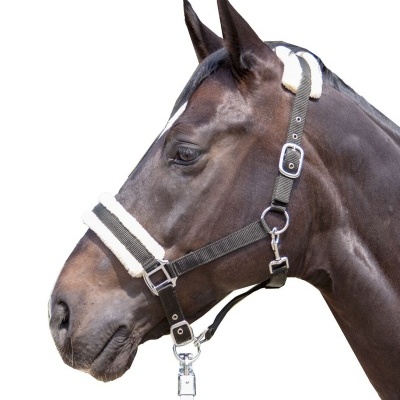 Cavalo com cabeçada preta e almofadas brancas