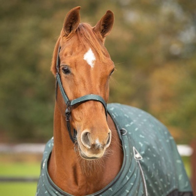 Cabeça de cavalo castanho com manta verde-azulada e brida preta