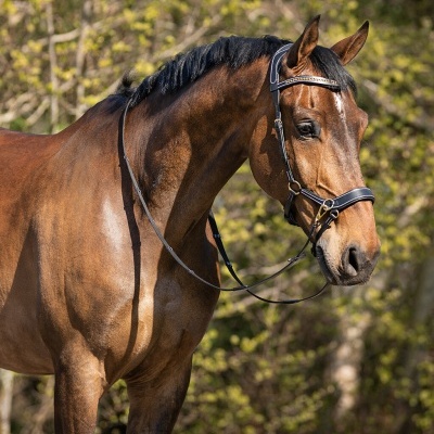 Cavalo castanho com cabeçada preta e detalhes brilhantes ao ar livre