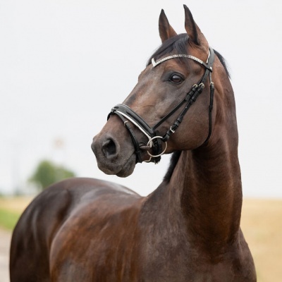 Cavalo castanho com rédea preta ao ar livre