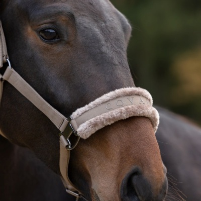 Cavalo castanho com cabresto bege e faixa almofadada no focinho