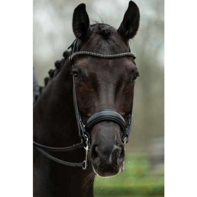 Cavalo preto com freio de couro preto e franja prateada na testa