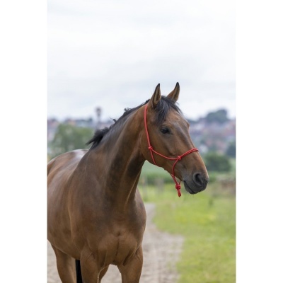 Cavalo castanho com cabresto vermelho num caminho rural