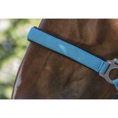 Pescoço de cavalo castanho com peitoral azul e fivela metálica