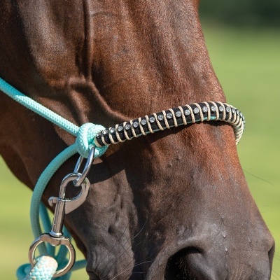 Cavalo castanho com cabresto azul claro e detalhes metálicos na cabeça