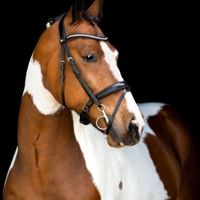 Cavalo castanho e branco com cabresto preto de couro e cristal
