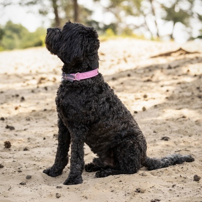 Cão preto com coleira rosa sentado na areia