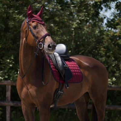 Cavalo castanho com arreios e manta vermelhos ao ar livre