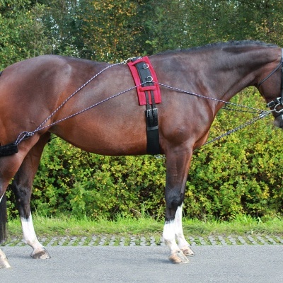 Cavalo castanho com arreios de treino numa estrada
