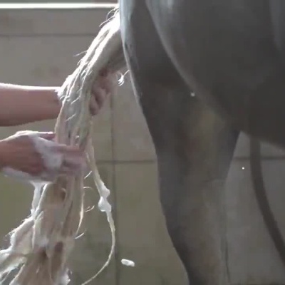 Pessoa a lavar cavalo cinzento com água e champô num espaço interior