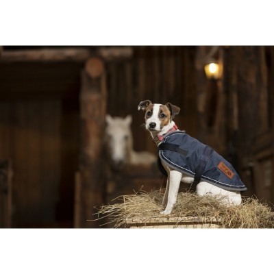 Cão com casaco azul sentado em palha numa estrebaria de madeira com cavalo branco ao fundo