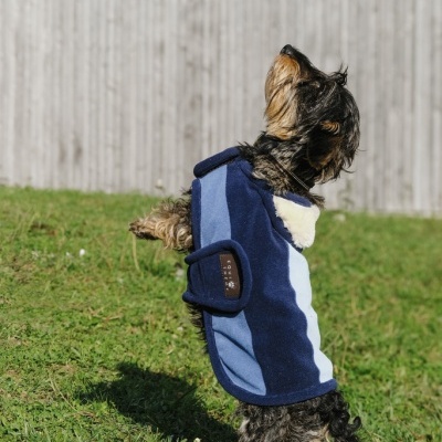 Cão pequeno com casaco azul em relvado junto a cerca cinzenta