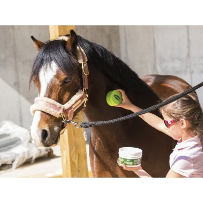 Cavalo castanho a ser escovado por criança com escova verde e recipiente branco e verde