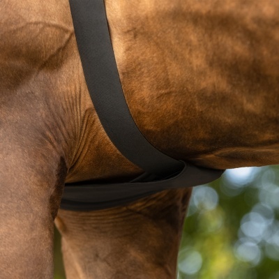 Cinto elástico preto numa cavalo castanho com fundo desfocado verde