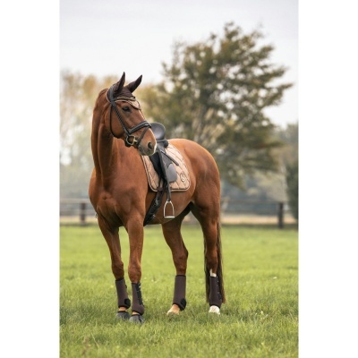 Cavalo castanho com sela e proteções nas patas em relvado verde