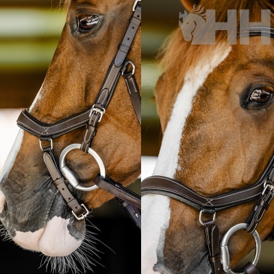 Dois cavalos castanhos com cabrestos de couro castanho
