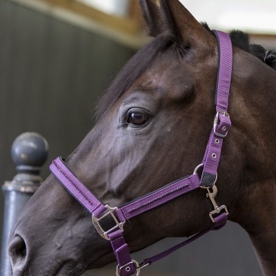 Cavalo castanho escuro com cabresto roxo num estábulo