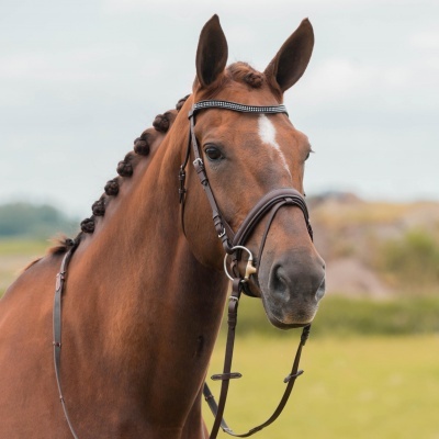 Cavalo castanho com bridão de couro e crina trançada em ambiente exterior