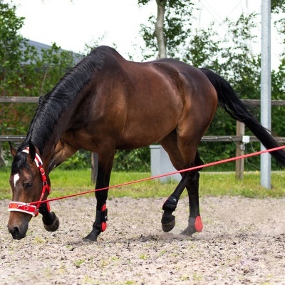 Cavalo castanho com cabresto e peitorais vermelhos e branco com proteção preta nas patas