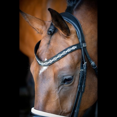 Cavalo castanho com rédea preta decorada com cristais brilhantes