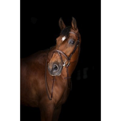 Cavalo castanho com peganhento e mancha branca na testa