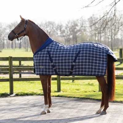 Cavalo castanho com manta azul quadriculada branca em ambiente exterior