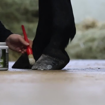 Aplicação de creme elástico num casco de cavalo com pincel
