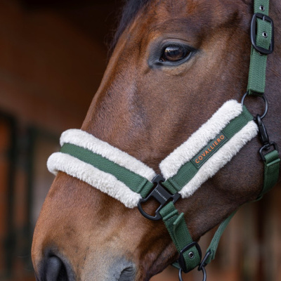 Cabresto verde com acolchoamento branco para cavalo COVALLIERO.