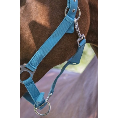 Collar azul turquesa para cavalo em nylon com fivelas metálicas prateadas.