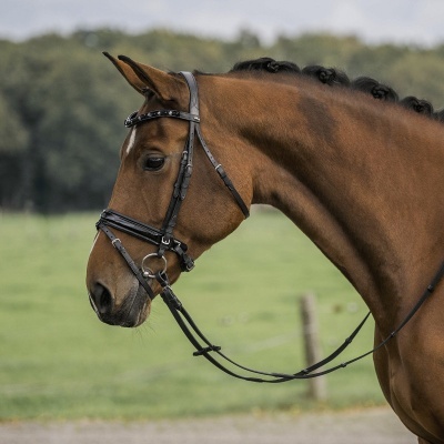 Cavalo castanho com arreio de couro preto em campo verde