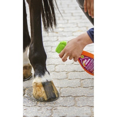 Pata de cavalo e mão segurando embalagem laranja com tampa verde sobre pavimento de pedra