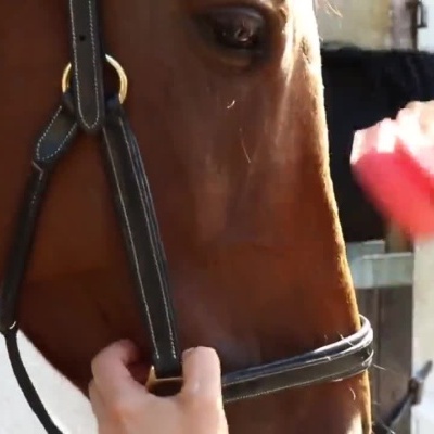 Pessoa a aplicar produto Phaser no pelo de um cavalo com uma esponja