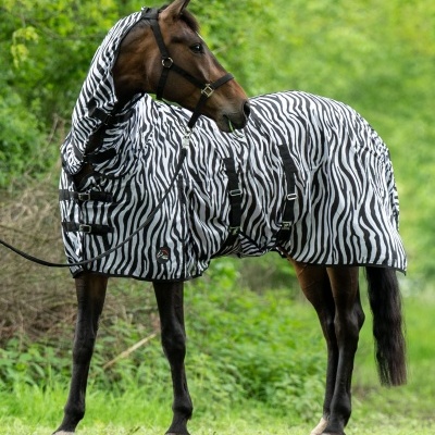 Cavalo castanho com manta zebra preta e branca em campo verde