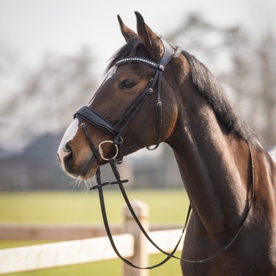 Cavalo castanho com cabresto preto com detalhes metálicos ao ar livre