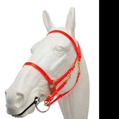 Cabresto vermelho de nylon com ferragens douradas numa cabeça de cavalo branca decorativa