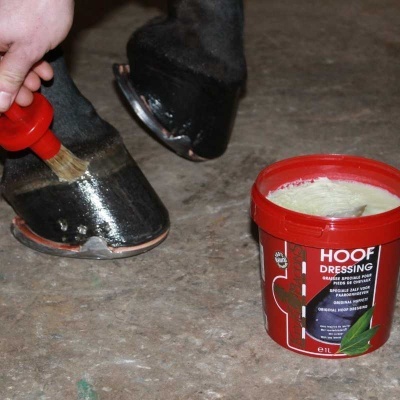 Casco de cavalo sendo tratado com creme Hoof Dressing em recipiente vermelho aberto no chão de cimento