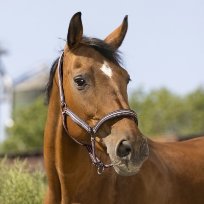 Cavalo castanho com cabresto em tecido azul e branco em ambiente exterior