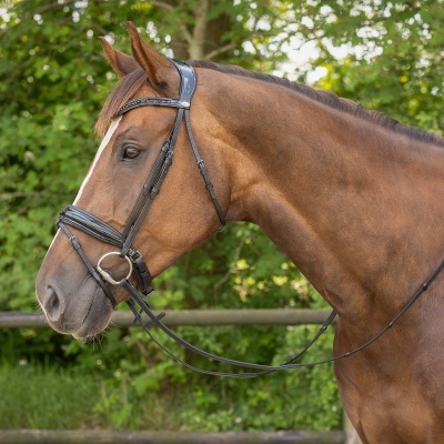Cavalo castanho com peitoral e rédeas pretas ao ar livre