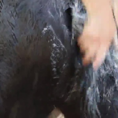 Pessoa a lavar a cauda de um cavalo com mangueira e espuma