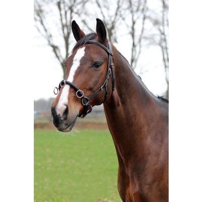 Cavalo castanho com rédea preta e argolas metálicas