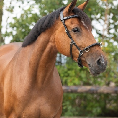Cavalo castanho com cabeçada preta em ambiente exterior verde