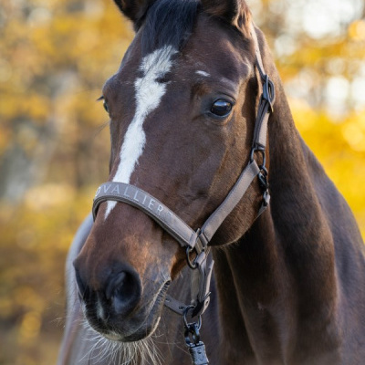 Cabeça de cavalo castanho com cabresto cinza e listra branca no rosto