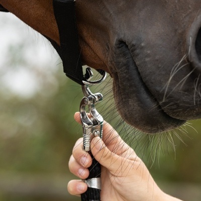 Fecho metálico e trela preta segurados junto ao focinho de um cavalo castanho