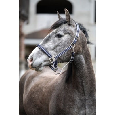 Cavalo cinzento com cabresto azul escuro e riscas brancas