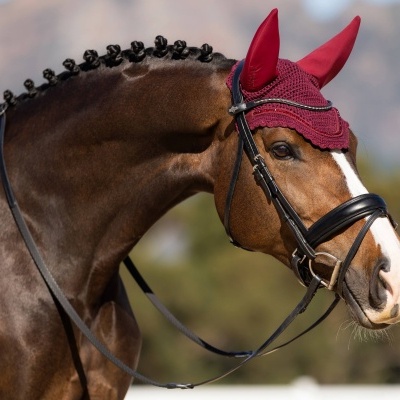 Cavalo castanho com mantilha vermelha com orelhas e arreio preto