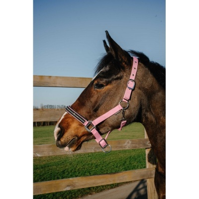 Cavalo com cabresto rosa ao lado de cerca de madeira
