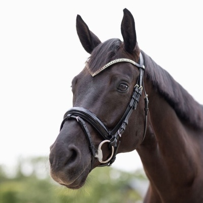 Cavalo castanho escuro com bridão preto de couro e detalhe de brilhantes